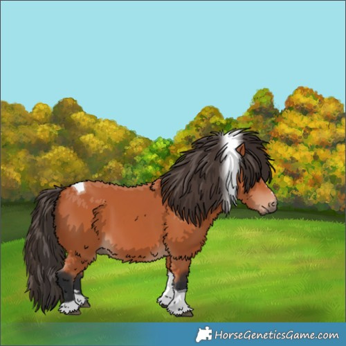 Horse Color:Bay Tobiano 