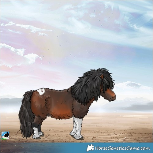 Horse Color:Bay Tobiano 