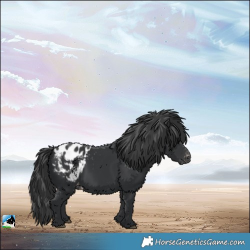 Horse Color:Black Appaloosa
