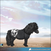 Horse Color:Black Blanket 