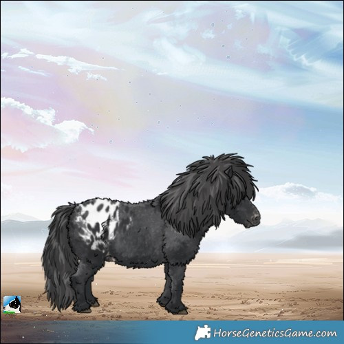 Horse Color:Black Blanket