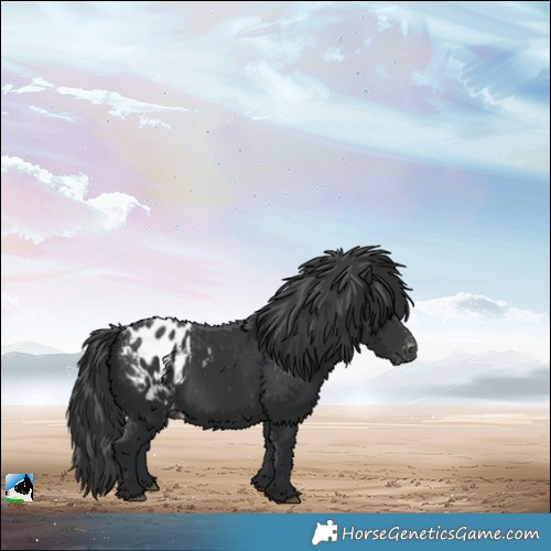 Horse Color:Black Appaloosa