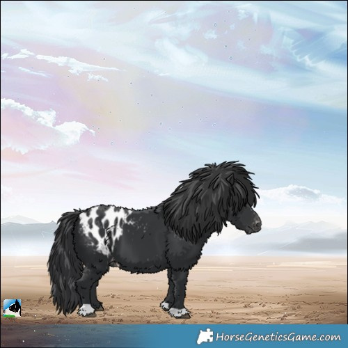 Horse Color:Black Appaloosa