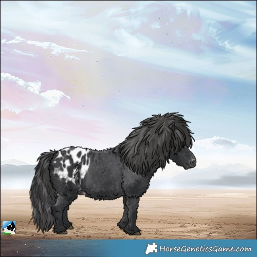 Horse Color:Black Blanket
