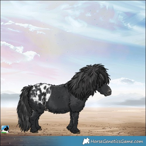 Horse Color:Black Appaloosa