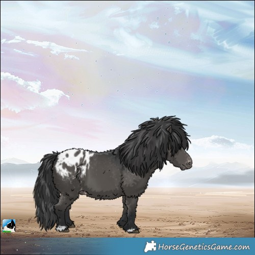 Horse Color:Black Appaloosa
