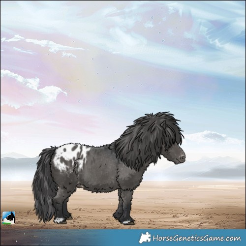 Horse Color:Black Blanket 