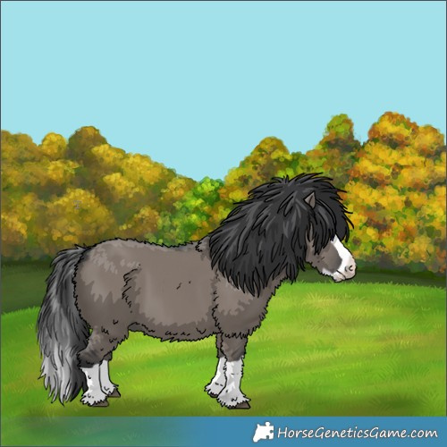 Horse Color:Grullo Splash