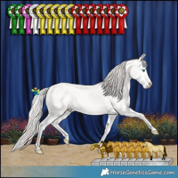 Horse Color:Perlino Splash