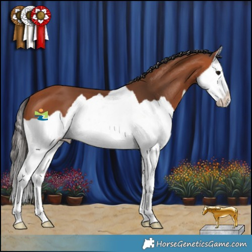 Horse Color:Bay Splash