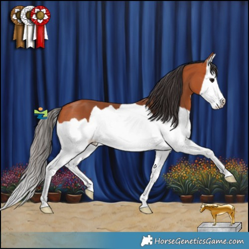 Horse Color:Bay Splash 