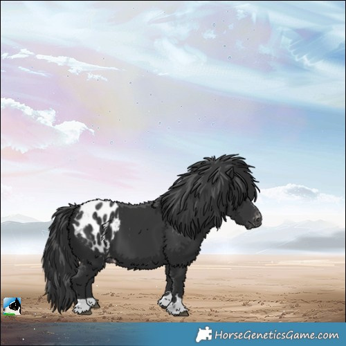 Horse Color:Black Appaloosa 