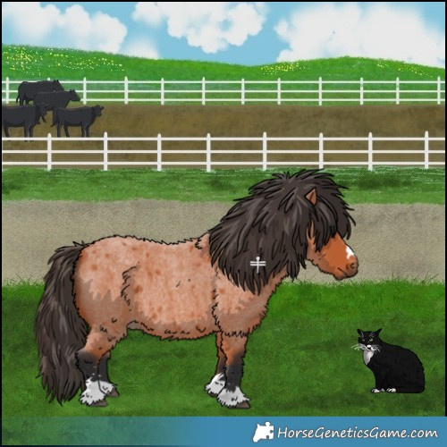 Horse Color:Bay Roan