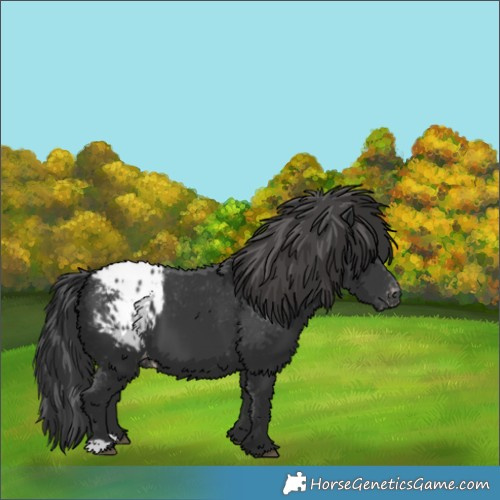 Horse Color:Black Appaloosa 