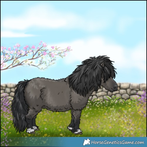 Horse Color:Grullo Rabicano 