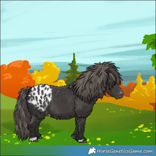 Horse Color:Smoky Black Blanket 