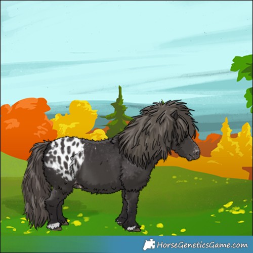 Horse Color:Smoky Black Appaloosa 