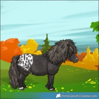 Horse Color:Smoky Black Appaloosa 