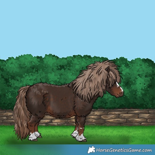 Horse Color:Liver Chestnut 
