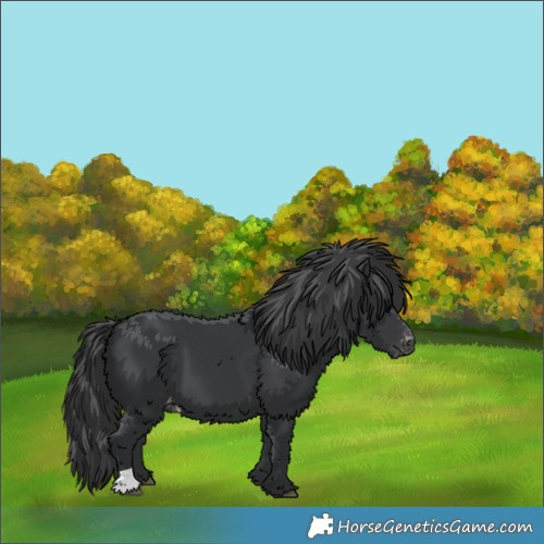 Horse Color:Black Appaloosa 