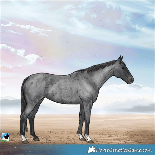 Horse Color:Blue Roan Varnish 