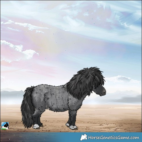 Horse Color:Blue Roan Appaloosa 