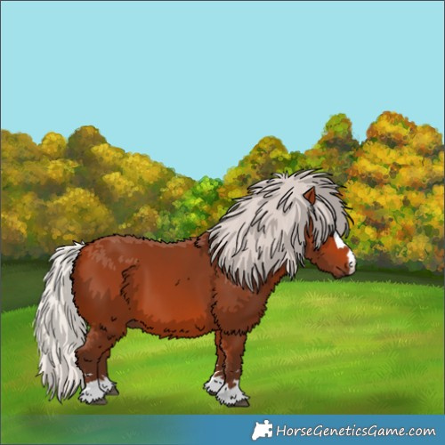 Horse Color:Silver Bay 