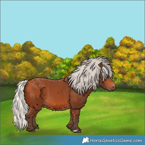 Horse Color:Silver Bay 