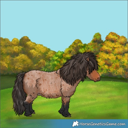 Horse Color:Bay Roan 