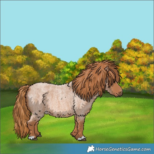 Horse Color:Red Roan 