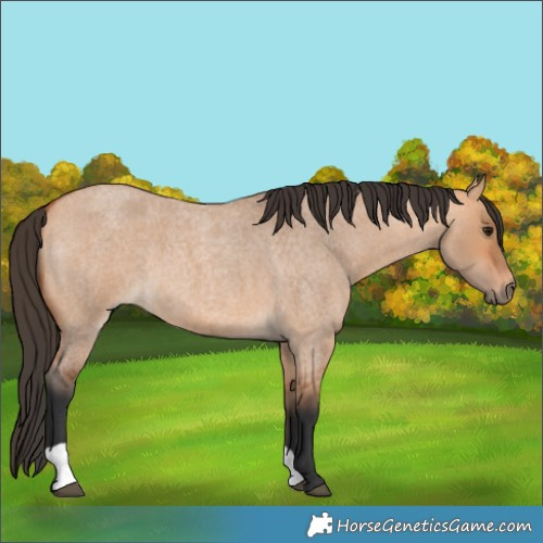 Horse Color:Bay Roan Dun 
