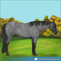 Horse Color:Blue Roan 