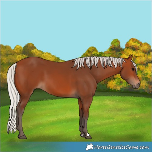 Horse Color:Silver Bay 