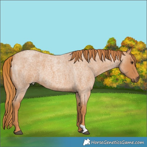 Horse Color:Red Roan 
