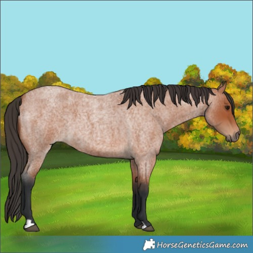 Horse Color:Bay Roan 
