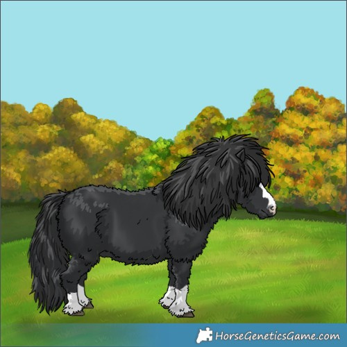 Horse Color:Black 