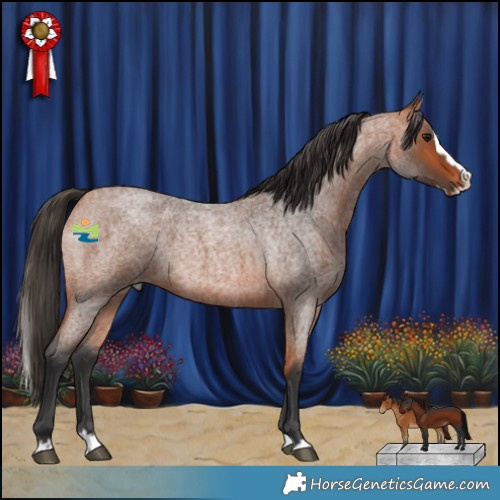 Horse Color:Bay Roan Splash Rabicano 