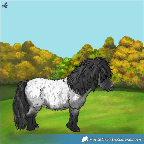 Horse Color:Blue Roan Appaloosa 