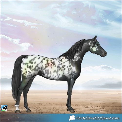 Horse Color:Black Near Leopard