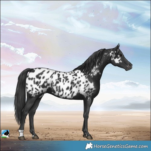 Horse Color:Black Appaloosa 