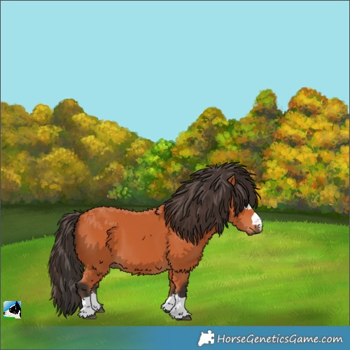 Horse Color:Bay Rabicano 