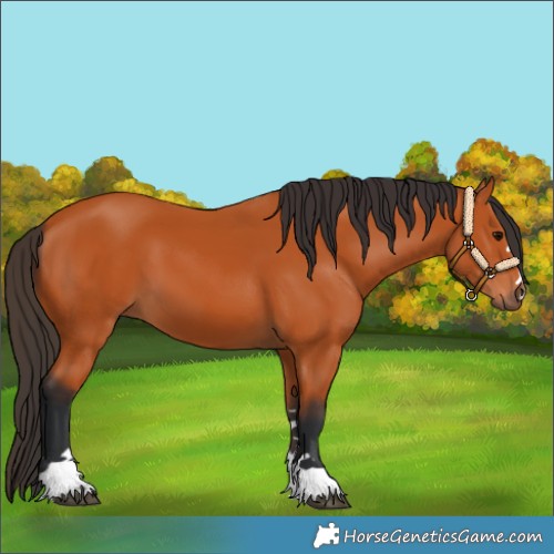 Horse Color:Bay 