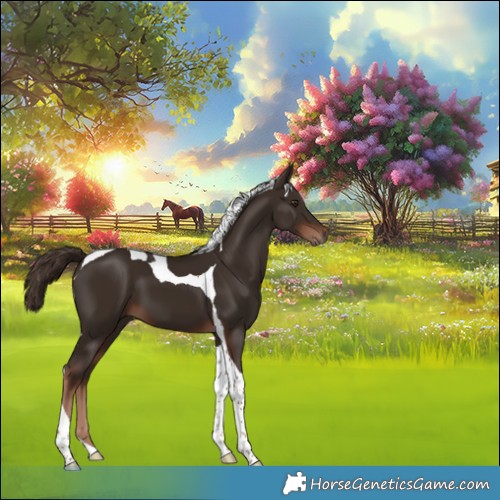 Horse Color:Liver Chestnut Tobiano 