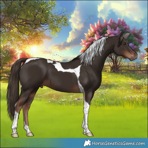 Horse Color:Liver Chestnut Tobiano
