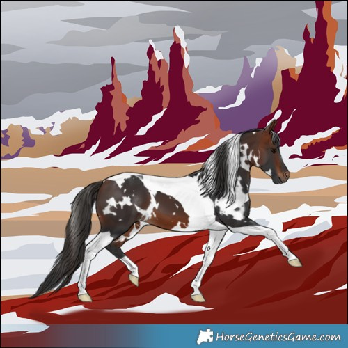 Horse Color:White Spotted Bay Tobiano 