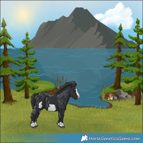 Horse Color:Black  and Black Frame 