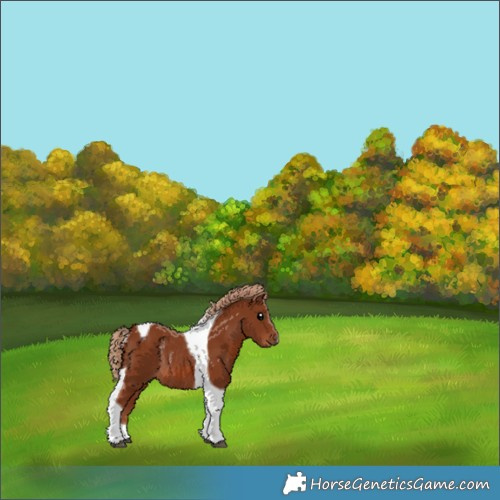 Horse Color:Chestnut Tobiano Rabicano 
