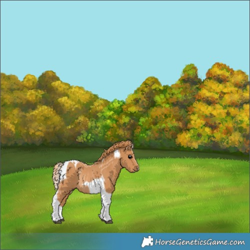 Horse Color:Chestnut Tobiano Rabicano 