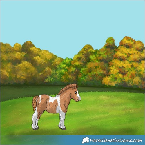 Horse Color:Chestnut Tobiano Rabicano 