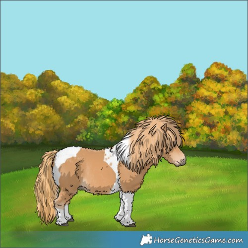 Horse Color:Chestnut Tobiano Rabicano 